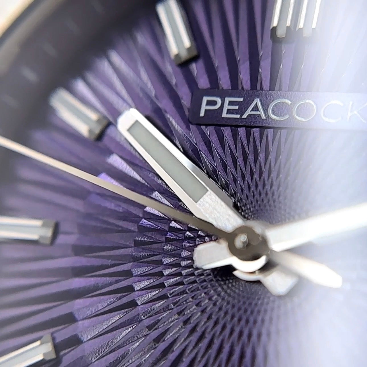 Peacock Plumage Gaze