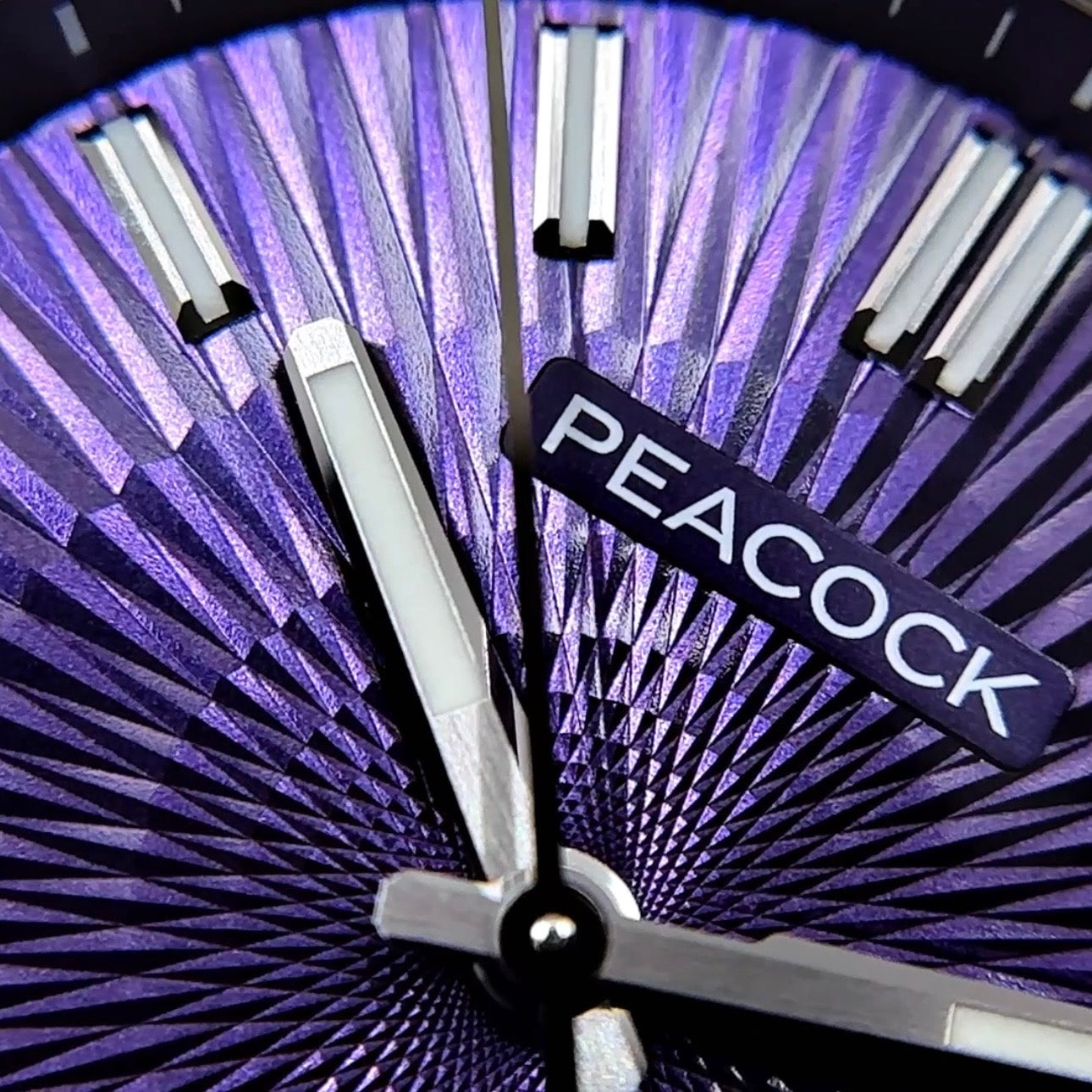Peacock Plumage Gaze